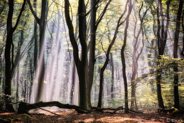 Photography by Tvurk