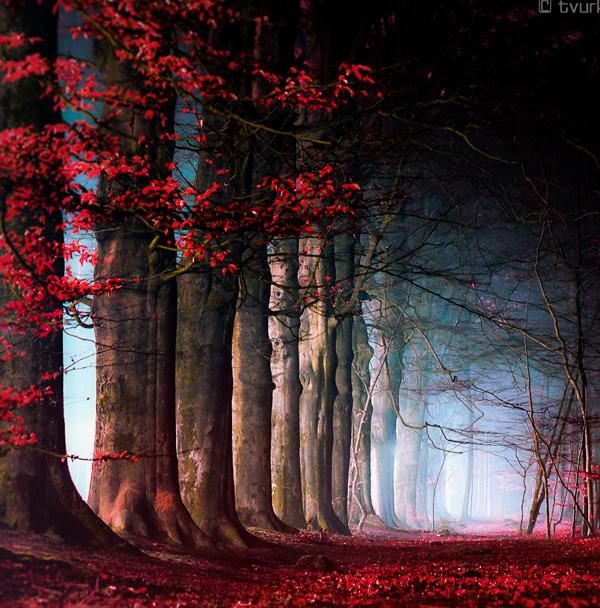 Photography by Tvurk