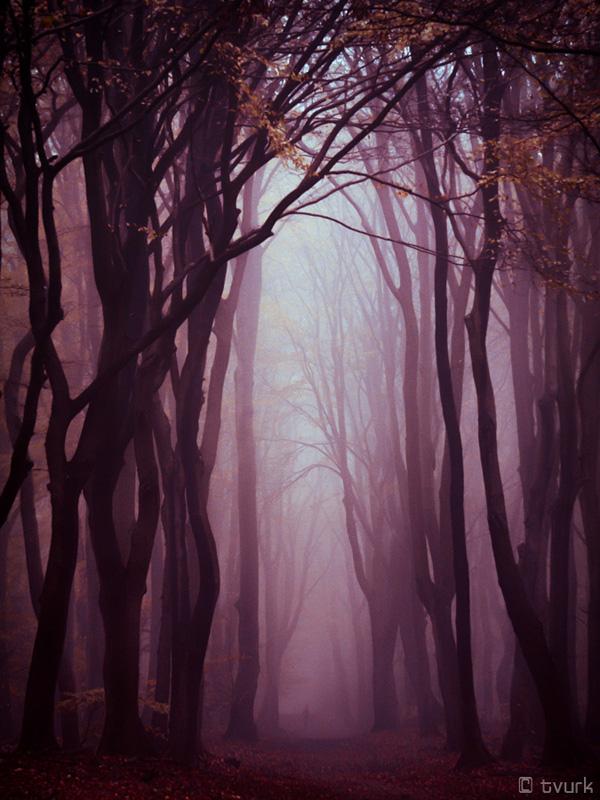 Photography by Tvurk