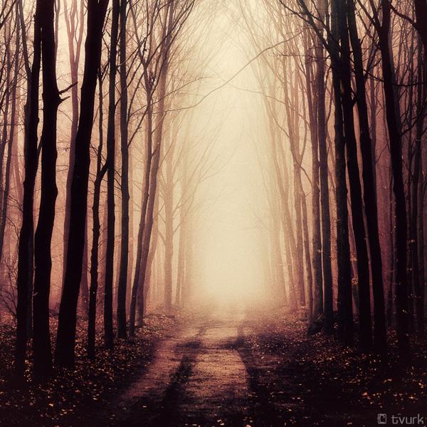 Photography by Tvurk