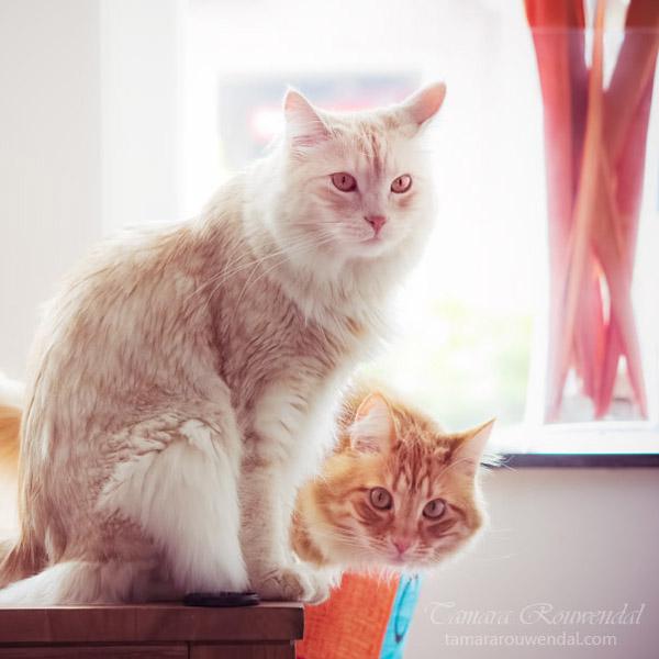 Cats Photography by Tamara Rouwendal