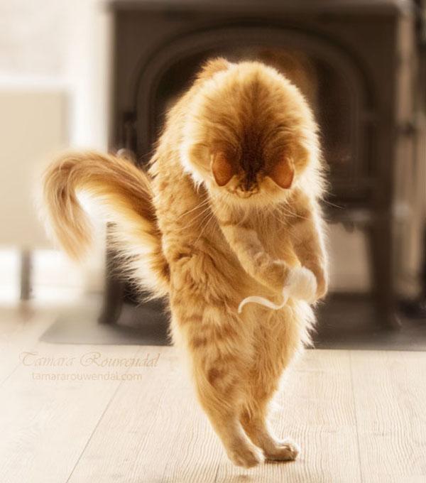 Cats Photography by Tamara Rouwendal