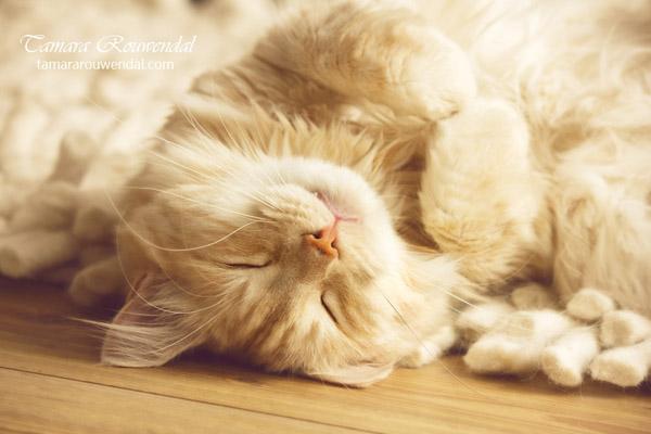 Cats Photography by Tamara Rouwendal