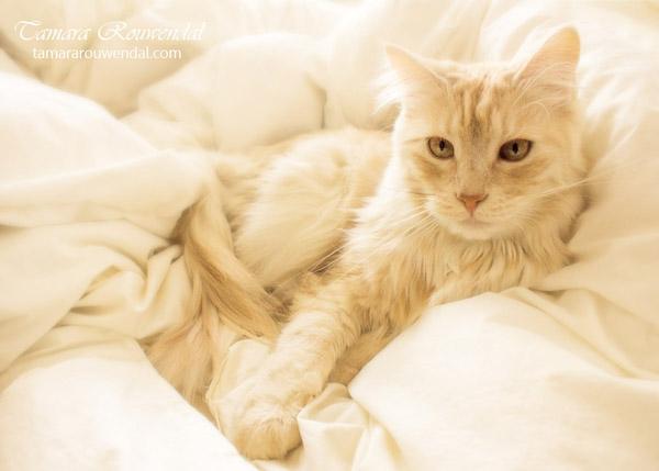 Cats Photography by Tamara Rouwendal