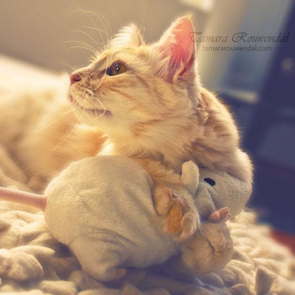 Cats Photography by Tamara Rouwendal