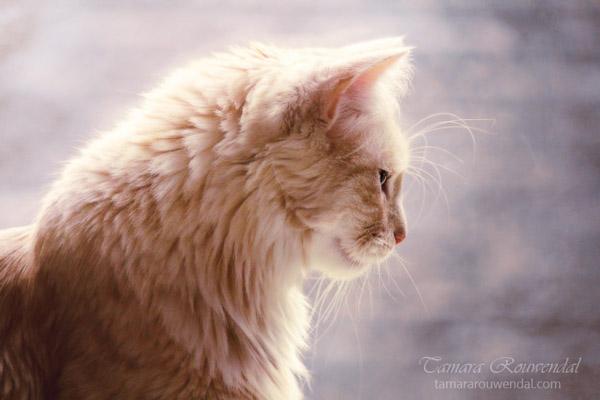 Cats Photography by Tamara Rouwendal