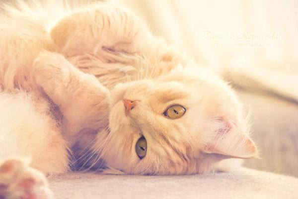 Cats Photography by Tamara Rouwendal