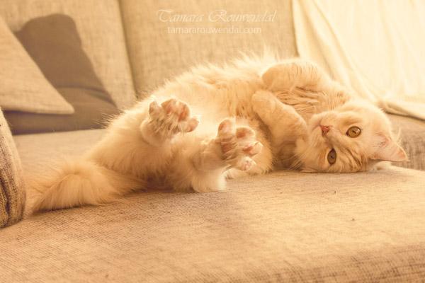 Cats Photography by Tamara Rouwendal