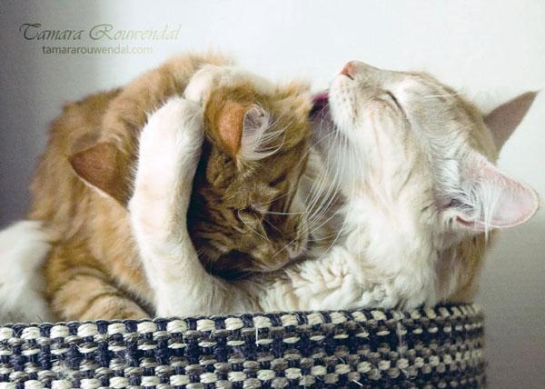 Cats Photography by Tamara Rouwendal