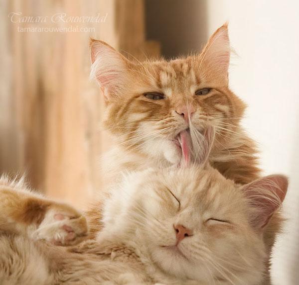 Cats Photography by Tamara Rouwendal