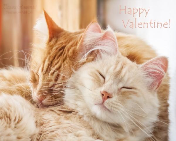 Cats Photography by Tamara Rouwendal