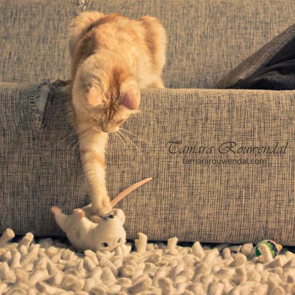 Cats Photography by Tamara Rouwendal