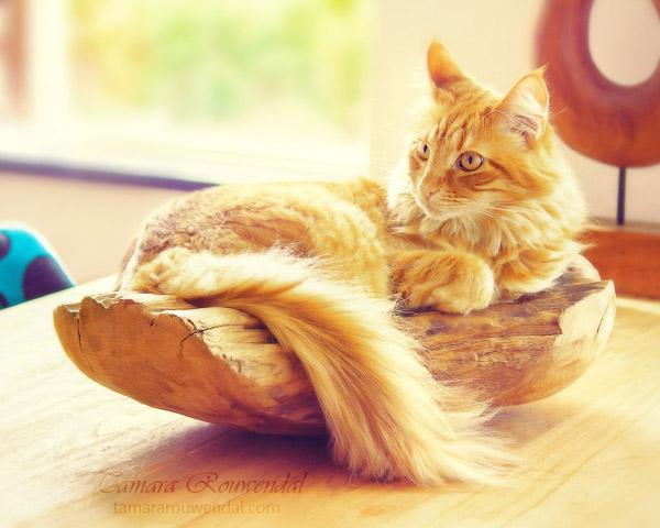 Cats Photography by Tamara Rouwendal