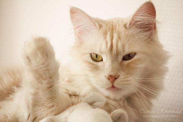 Cats Photography by Tamara Rouwendal