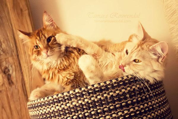Cats Photography by Tamara Rouwendal