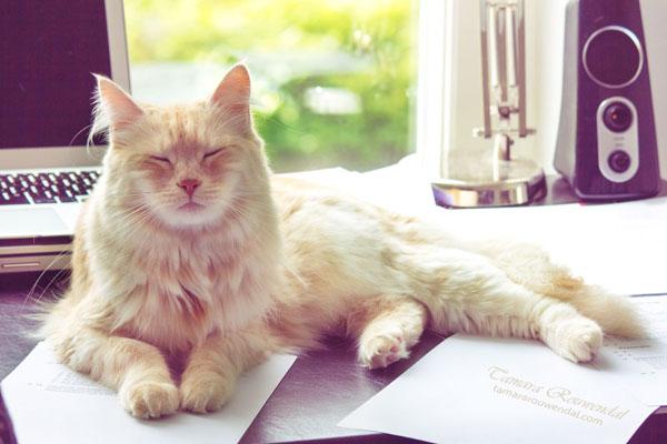 Cats Photography by Tamara Rouwendal