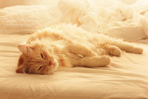 Cats Photography by Tamara Rouwendal