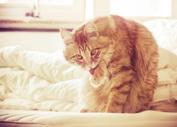 Cats Photography by Tamara Rouwendal