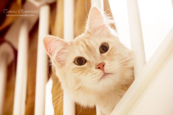 Cats Photography by Tamara Rouwendal