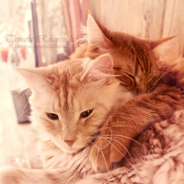 Cats Photography by Tamara Rouwendal