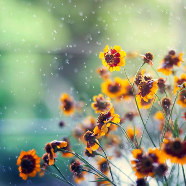 Photography by Ashraful Arefin