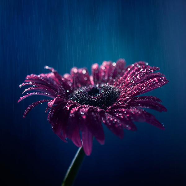 Photography by Ashraful Arefin