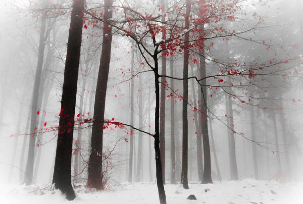 65+ Awesome Winter Landscape Photos