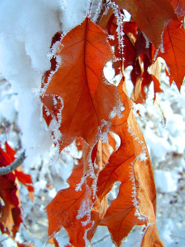 65+ Awesome Winter Landscape Photos