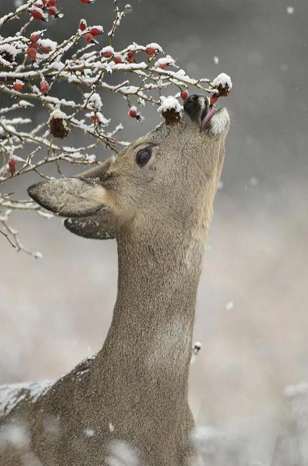 65+ Awesome Winter Landscape Photos