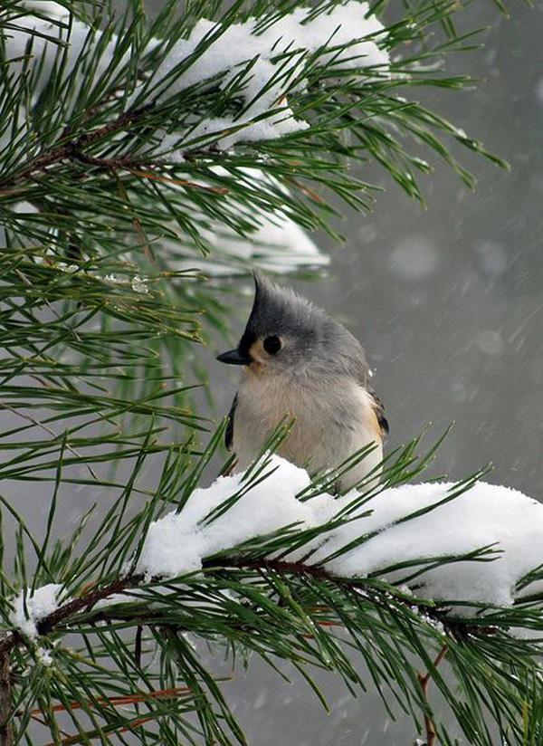 65+ Awesome Winter Landscape Photos