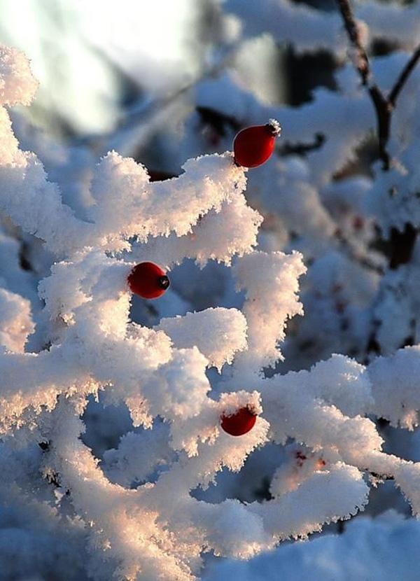 65+ Awesome Winter Landscape Photos