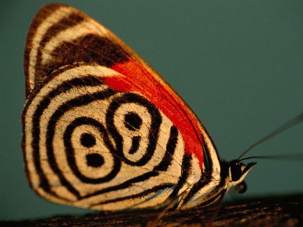 30 Beautiful Butterfly Pictures