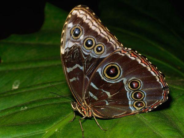 30 Beautiful Butterfly Pictures