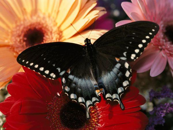 30 Beautiful Butterfly Pictures