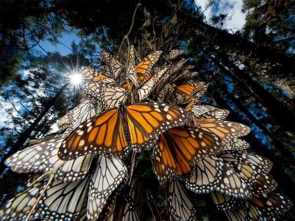 30 Beautiful Butterfly Pictures