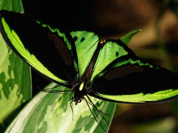 30 Beautiful Butterfly Pictures