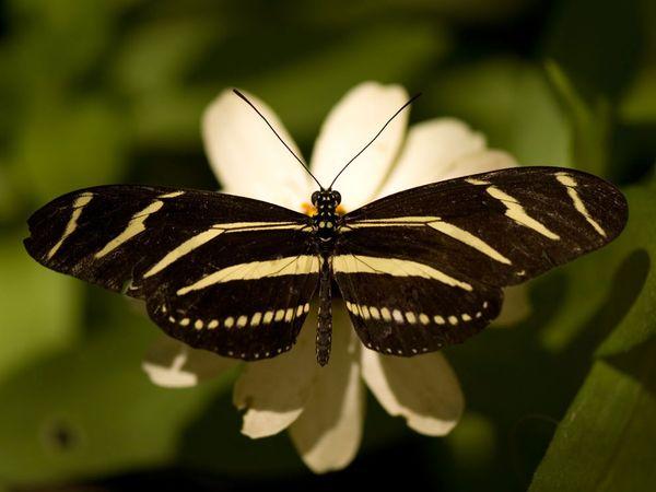 30 Beautiful Butterfly Pictures