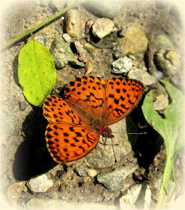 30 Beautiful Butterfly Pictures