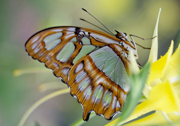 30 Beautiful Butterfly Pictures