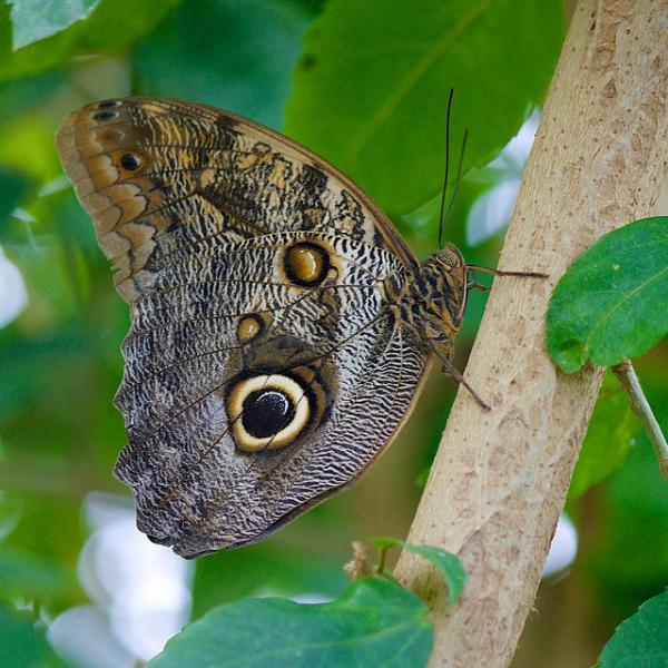 30 Beautiful Butterfly Pictures