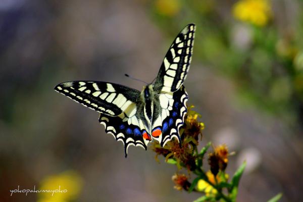 30 Beautiful Butterfly Pictures