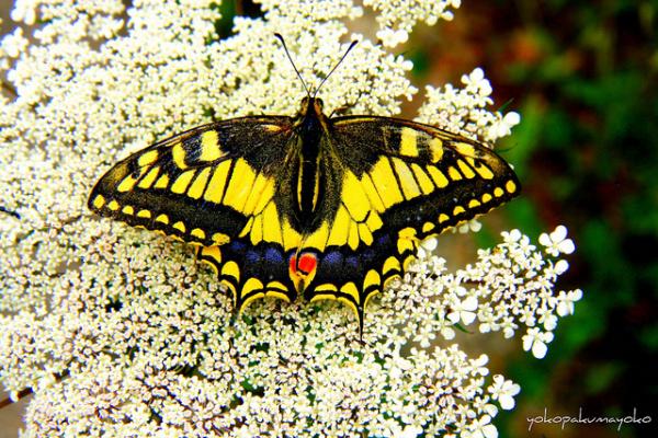 30 Beautiful Butterfly Pictures