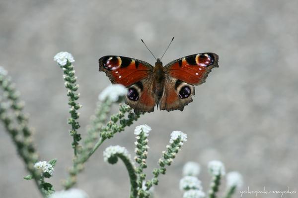 30 Beautiful Butterfly Pictures