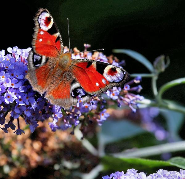 30 Beautiful Butterfly Pictures