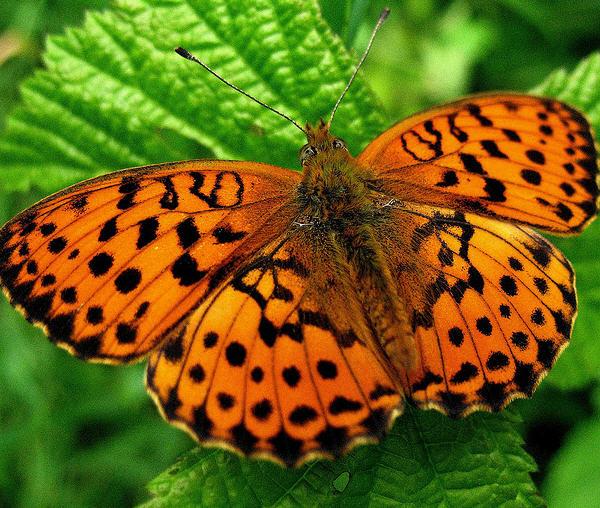 30 Beautiful Butterfly Pictures