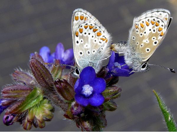 30 Beautiful Butterfly Pictures