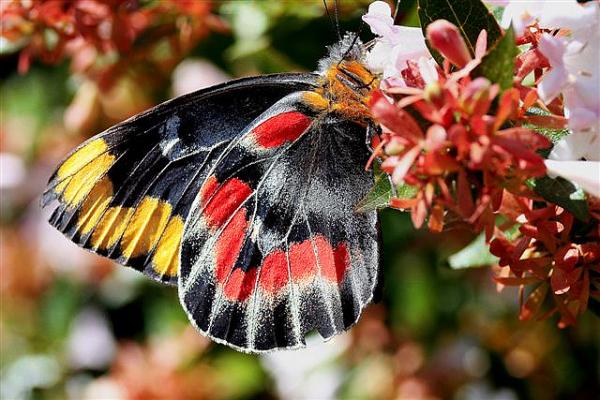 30 Beautiful Butterfly Pictures