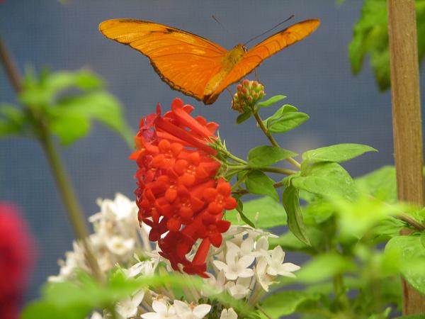 30 Beautiful Butterfly Pictures