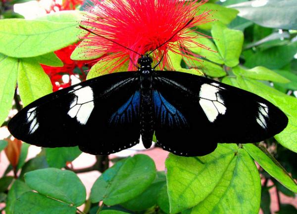 30 Beautiful Butterfly Pictures