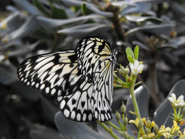 30 Beautiful Butterfly Pictures
